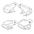 outline drawing of a frog isolated on white, frog, vector sketch illustration