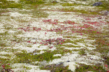 Sticker - Ground covered by multicolored mosses and lichens - northern tun