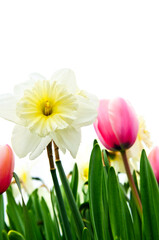 Poster - Tulips and daffodils on white background