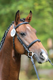 Fototapeta Konie -  Close up of a horse head portrait on breeding test outdoors