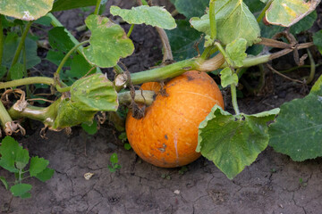 Fresh green squash grows in the garden on a bush.