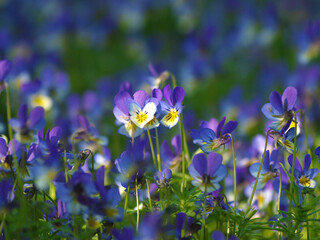 Sticker - Spring flower