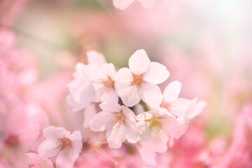 Wall Mural - 桜の花アップ