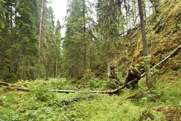 Wall Mural - brown bear in the old forest valley landscape