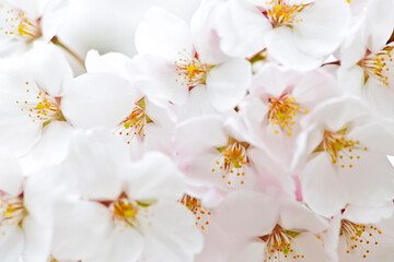 Sticker - Apple blossoms