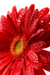 Canvas Print - red gerbera 