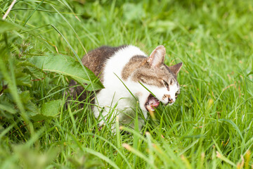 Angry cat in green grass