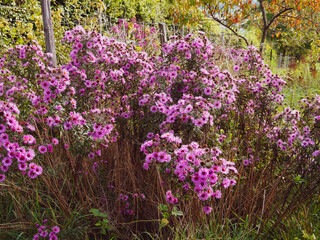 Wall Mural - Buisson d'aster d'automne aux pétales pâles rose et bleu tendre, coeur jaune, sur tiges ramifiées, feuillage vert sombre, lancéolé et légèrement denté
