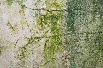 Sticker - Old wall surface with mold. grunge background