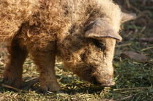 Hungarian Mangalitsa Pig, A Very Curly Haired Animal