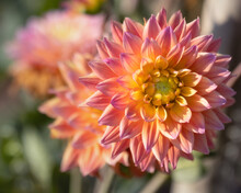Pink Dahlia With Yellow Centre