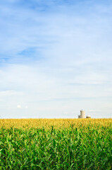 Sticker - Corn field with silos