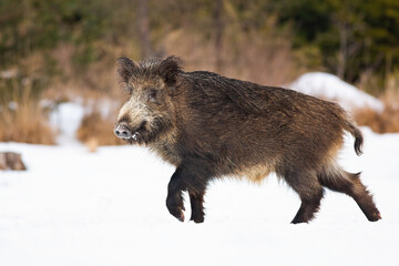 Wall Mural - wild boar, sus scrofa, walking on snowy meadow in winter nature. brown animal with snout going on wh