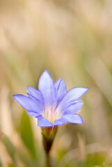 Poster - Gentiana arisanensis Hayata