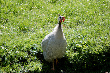 Wall Mural - the helmed guinea fowl is standing in mud