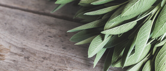 Wall Mural - sage leaf bouquet. Sage on a wooden background.