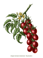 Grape Tomato Branch Botanical Vintage Engraving Illustration Clip Art Isolated On White Background