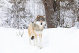 Fototapeta Sawanna - Beautiful wolf standing in the snow in beautiful cold winter forest