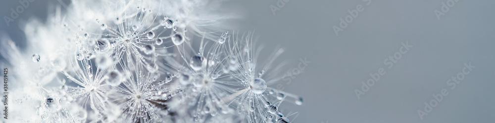 Beautiful dew drops on dandelion seed macro. soft blue background. Water drops on parachutes dandelion. Copy space. soft focus on water droplets. circular shape, banner ready - obrazy, fototapety, plakaty 