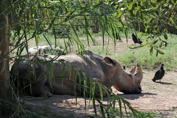 Rhinoceros Natural Setting with Trees and Birds