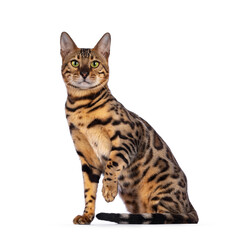 Fototapete - Handsome young male Bengal cat sitting side ways, looking to camera. One paw playful in air. Isolated on white background.