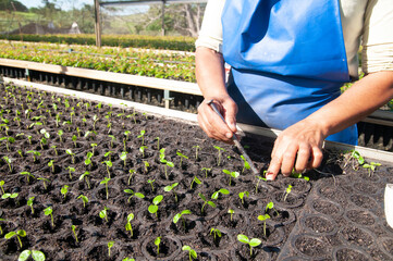 Sticker - person working with native tree seedlings