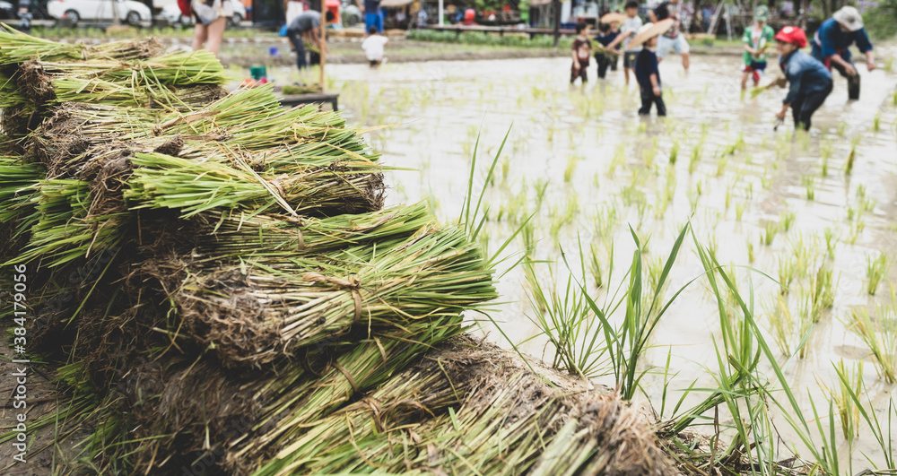 Rice seedlings with a blur of the muddy Asian children enjoys planting ...