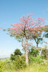 Sticker - tree in reforestation area