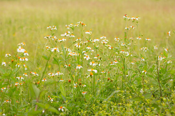 Wall Mural - field with white daisy flowers background. beautiful summer landscapes.