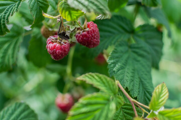 Two scarlet pink raspberries on branches with green carved leaves on bushes in the sunny summer garden. Harvest. Close-up