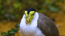 Close Up Of A Masked Lapwing Bird On The Ground  In Spring