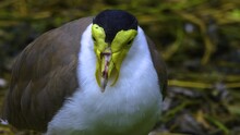 Close Up Of A Masked Lapwing Bird On The Ground  In Spring