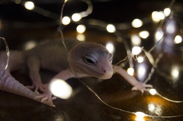 Wall Mural - New year Leopard gecko 