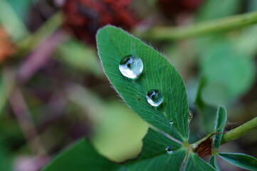 Poster - A drop of dew on a green leaf.