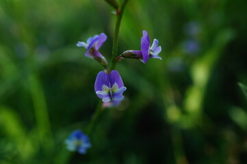 Wall Mural - blue flowers in the garden