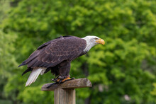 A Falcon-headed Bald Eagle Sits On A Wooden Stake.