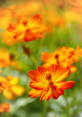 Wall Mural - beautiful yellow cosmos (cosmos sulphureus) flowers blooming in the garden.