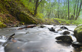 Fototapeta Kamienie - Potok płynący w lesie