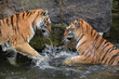 Two Siberian tigers play and fight in water