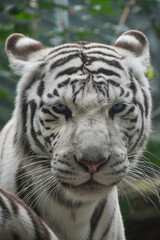 Wall Mural - Close up portrait of white tiger