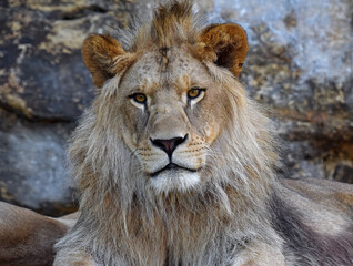 Wall Mural - Close up portrait of young male African lion