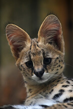 Close Up Portrait Of Serval Kitten