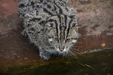 Wall Mural - Portrait of fishing cat looking away