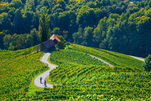 Cyclists On The Famous Wine Road In The Shape Of A Heart, A Charming Region On The Border Between Austria And Slovenia With Green Rolling Hills, Vineyards, Picturesque Villages And Wine Taverns