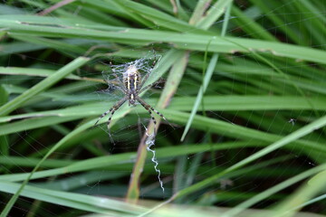 Wasp spider female (Argiope bruennichi in latin language) sits on its net in field with green grass, macro