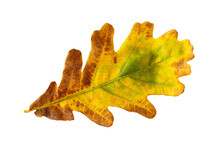 Closeup Vibrant Autumn Oak Leaf Isolated At White Background. Textured Foliage Pattern.