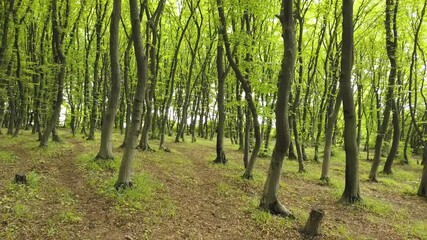 Wall Mural - Dense green summer forest with many tall trees and morning sun light.
