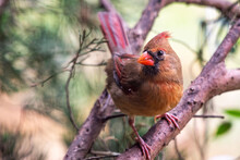 Young Female Cardinal In A Tree