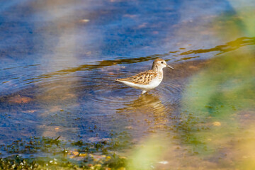 Wall Mural - bird on the water