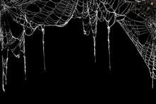 Real Creepy Spider Webs Hanging On Black Banner As A Top Border With A Tarantula In The Corner